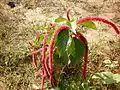 Chenille plant from vamban KVK