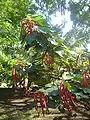 A shrub in Reunion Island