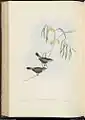 Acanthiza uropygialis, Gould (1848), Birds of Australia.