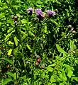 Creeping thistle at the site