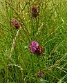 Red clover at the site