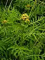 Tansy at the site