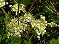 Meadowsweet at the site