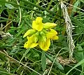 Meadow vetchling at Acaster South Ings