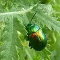 Tansy beetle at Acaster South Ings