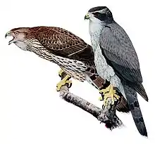 El-béz (northern goshawk)