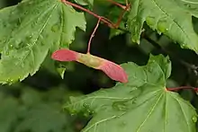 The fruit is borne in pairs. With wings nearly 180 degrees apart, it is initially green, later becoming reddish (shown) to brown.
