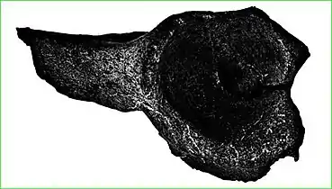 Ladle made from a bison acetabulum, i.e. hip joint cavity in the iliac bone, found in Fort-Harrouard