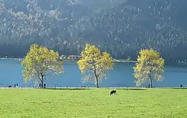 A field and three trees, with a lake and a range of hills beyond