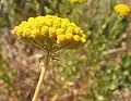 Sweet Yarrow (Achillea ageratum)