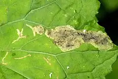 Leaf mine caused by Acidia cognata