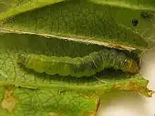 Caterpillar of Acleris schalleriana inside rolled leaf of Viburnum dentatum