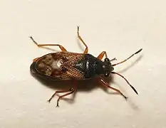 Bug (Acompus rufipes)