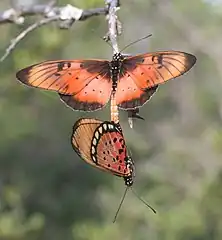 Mating pair in South Africa