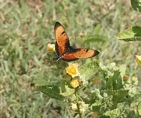Female feeding on Sida nectar