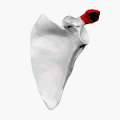 Left scapula. Acromion shown in red.