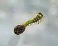 Hatching larva