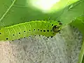 4th-instar larva. Spots can also be yellow or magenta.