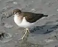 Common sandpiper