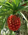 Ripe fruit of Pandanus odoratissimus. Iloilo City, The Philippines.