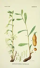 botanical illustration