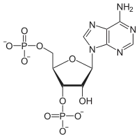 Skeletal formula of adenosine 3',5'-bisphosphate