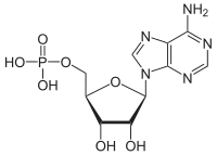 adenosine monophosphate (AMP)