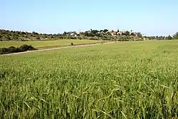 Wheat fields outside of Moshav Aderet