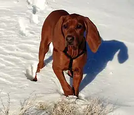 Young dog in the snow