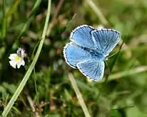 Adonis blue, Lysandra bellargus