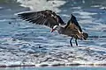 Adult Heermann's gull with sand crab on Del Monte Beach, Monterey, CA