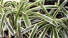 "Aechmea mollis" at the Fairchild Tropical Botanic Garden, Miami