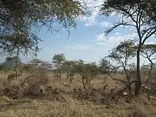 A herd in Tanzania