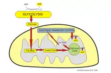 mitochondria metabolism.