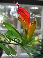 Aeschynanthus speciosus