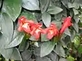 Aeschynanthus pulcher