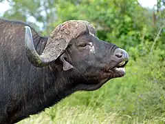 Flehmen response in an African buffalo