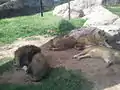 African lions