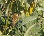 African reed warbler