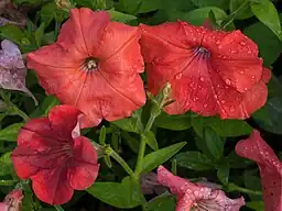 Orange petunia flowers