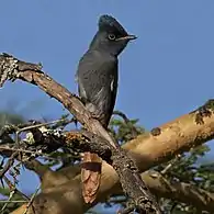 female rufous morph, Soysambu Conservancy, Kenya