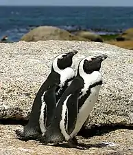 African penguins on a rock at Boulders Beach