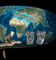 Two molars, one of Afrotarsius (left) and one of Afrasia (right), are compared, with an Eocene map of the globe showing where each came from. In the lower-left, a life reconstruction of Afrotarsius is shown.