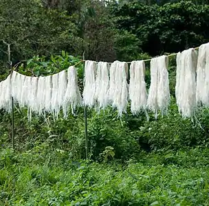 After the fibre is decorticated and washed, the farmers hang it up to dry