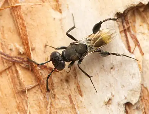 Agamerion sp., Australia.