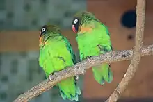 Two bright green parrots with orange chin, black head, and red beak