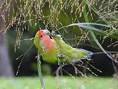 Peach-faced lovebird (Agapornis roseicollis)