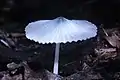 Agaricus mushroom