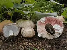 Agaricus subrufescens