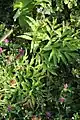 Closeup of leaf rosette growing among red clover (Trifolium sp.)